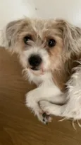 Amora