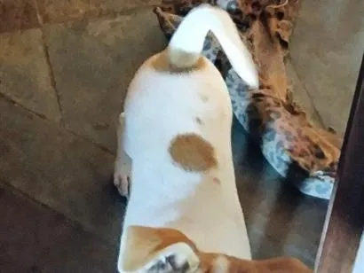 Cachorro raça SRD-ViraLata idade 2 a 6 meses nome Belinha
