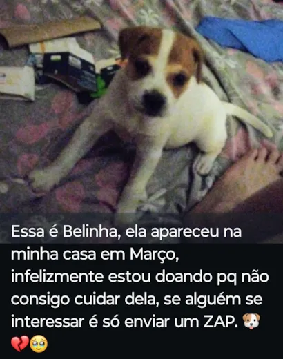 Cachorro raça SRD-ViraLata idade 2 a 6 meses nome Belinha