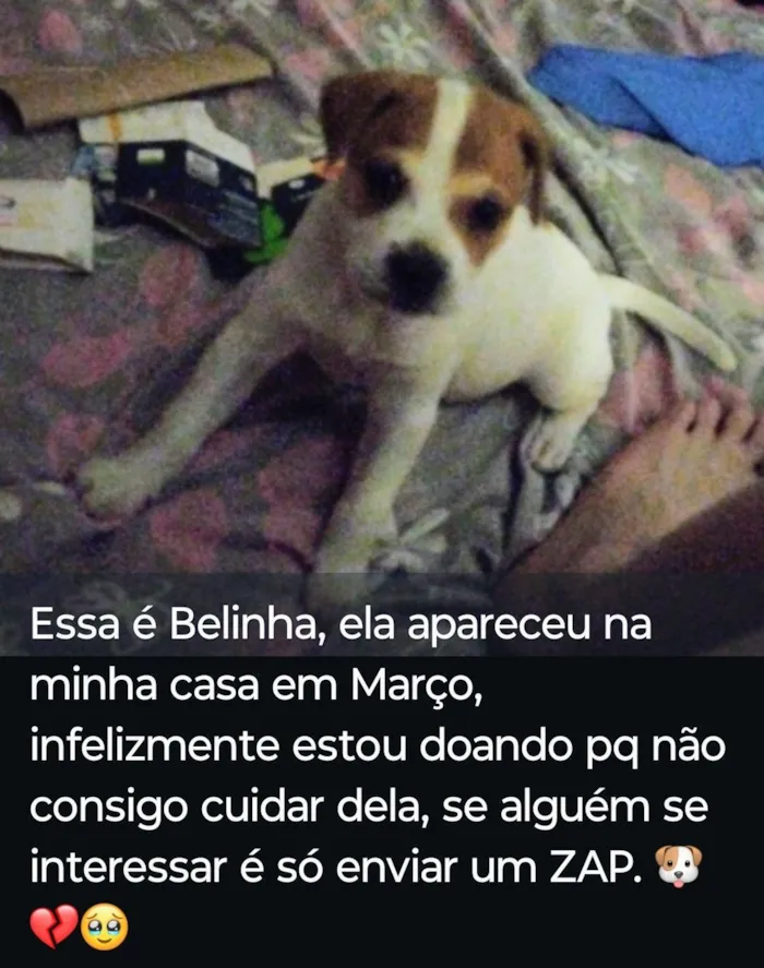 Cachorro raça SRD-ViraLata idade 2 a 6 meses nome Belinha