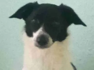 Cachorro raça SRD-ViraLata idade 2 anos nome Scarlett