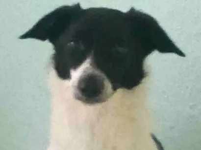 Cachorro raça SRD-ViraLata idade 2 anos nome Scarlett