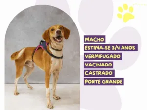 Cachorro raça SRD-ViraLata idade 3 anos nome Joe