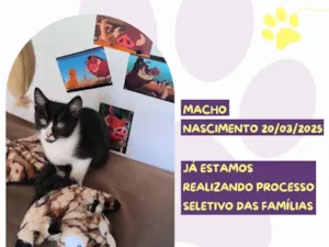 Gato raça SRD-ViraLata idade 2 a 6 meses nome Timão