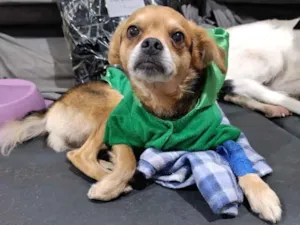 Cachorro raça SRD-ViraLata idade 2 a 6 meses nome Revoada 