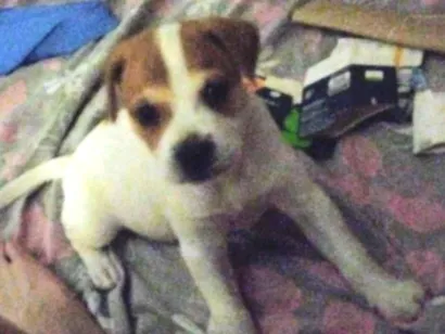 Cachorro raça SRD-ViraLata idade 2 a 6 meses nome Belinha