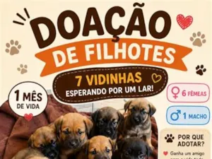 Cachorro raça SRD-ViraLata idade Abaixo de 2 meses nome vira latas 