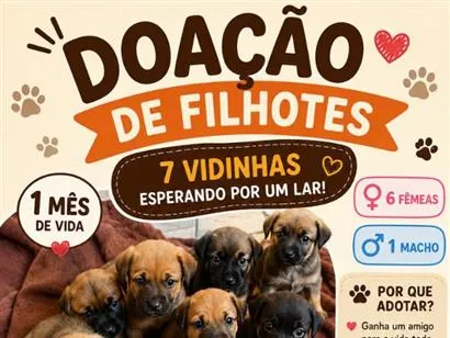 Cachorro raça SRD-ViraLata idade Abaixo de 2 meses nome vira latas 