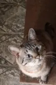 Rafael
