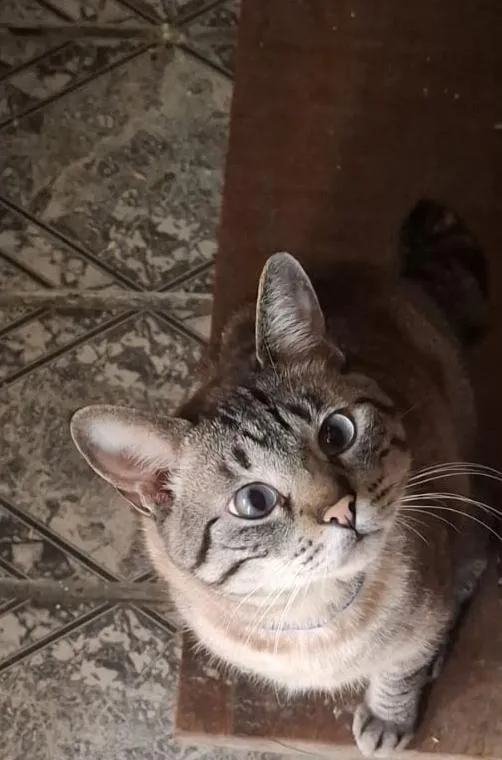 Gato raça Siamês idade 1 ano nome Rafael