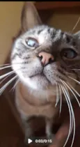 Rafael