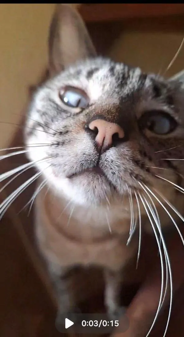 Gato raça Siamês idade 1 ano nome Rafael