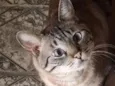 Rafael
