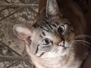 Gato raça Siamês idade 1 ano nome Rafael