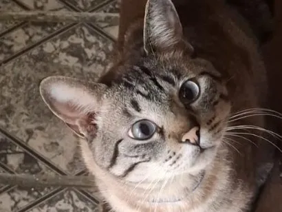 Gato raça Siamês idade 1 ano nome Rafael