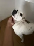 Cacau