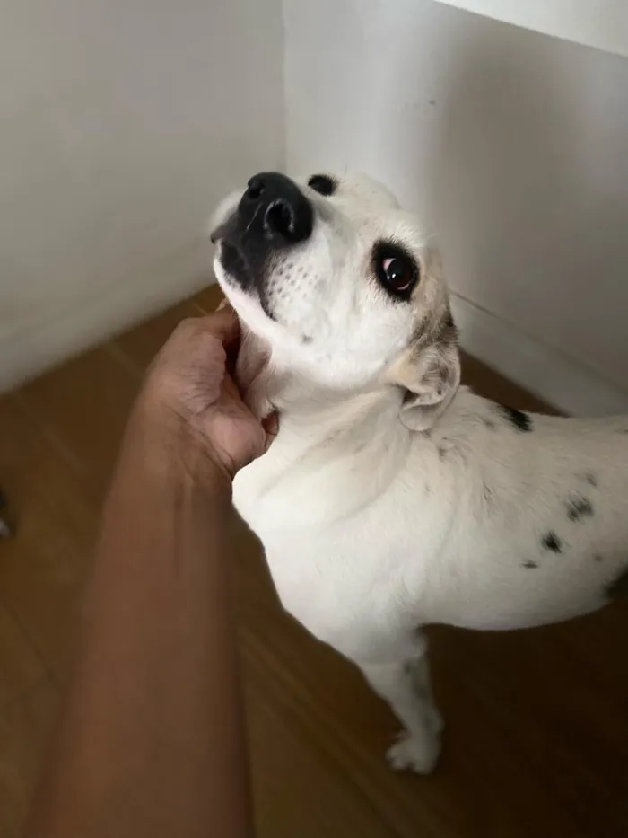 Cachorro raça SRD-ViraLata idade 6 ou mais anos nome Cacau