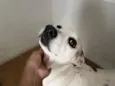 Cacau