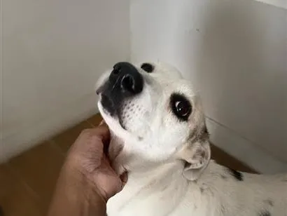 Cachorro raça SRD-ViraLata idade 6 ou mais anos nome Cacau