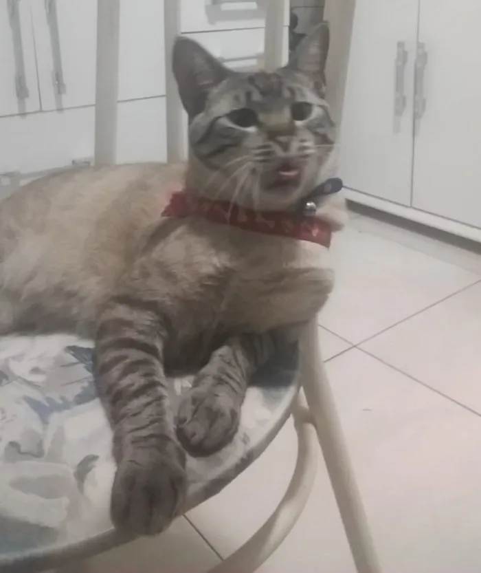 Gato raça Siamês idade 1 ano nome Rafael