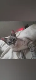 Rafael