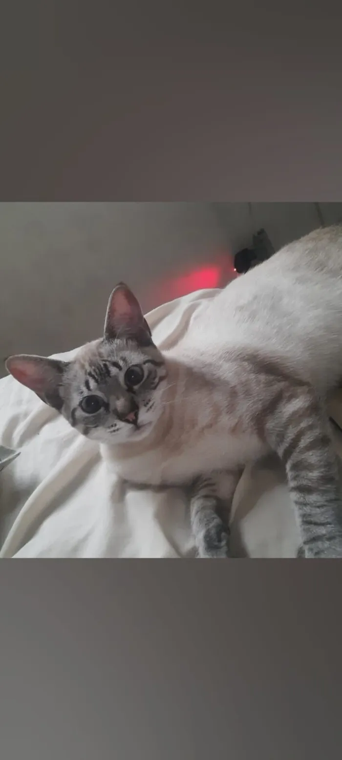 Gato raça Siamês idade 1 ano nome Rafael