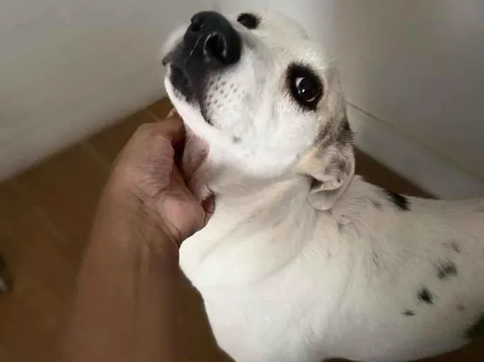 Cachorro raça SRD-ViraLata idade 6 ou mais anos nome Cacau