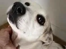 Cachorro raça SRD-ViraLata idade 6 ou mais anos nome Cacau