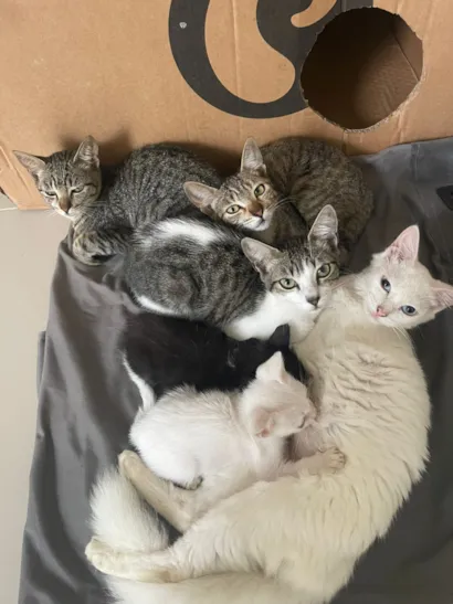 Gato raça SRD-ViraLata idade 1 ano nome Ayla 