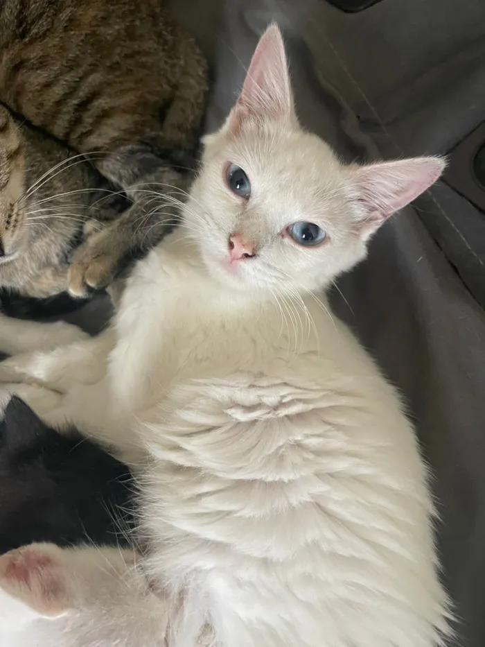 Gato raça SRD-ViraLata idade 1 ano nome Ayla 
