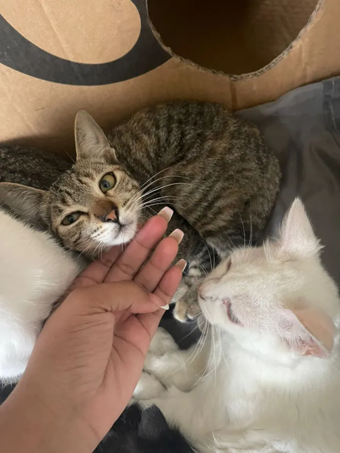 Gato raça SRD-ViraLata idade 1 ano nome Ayla 