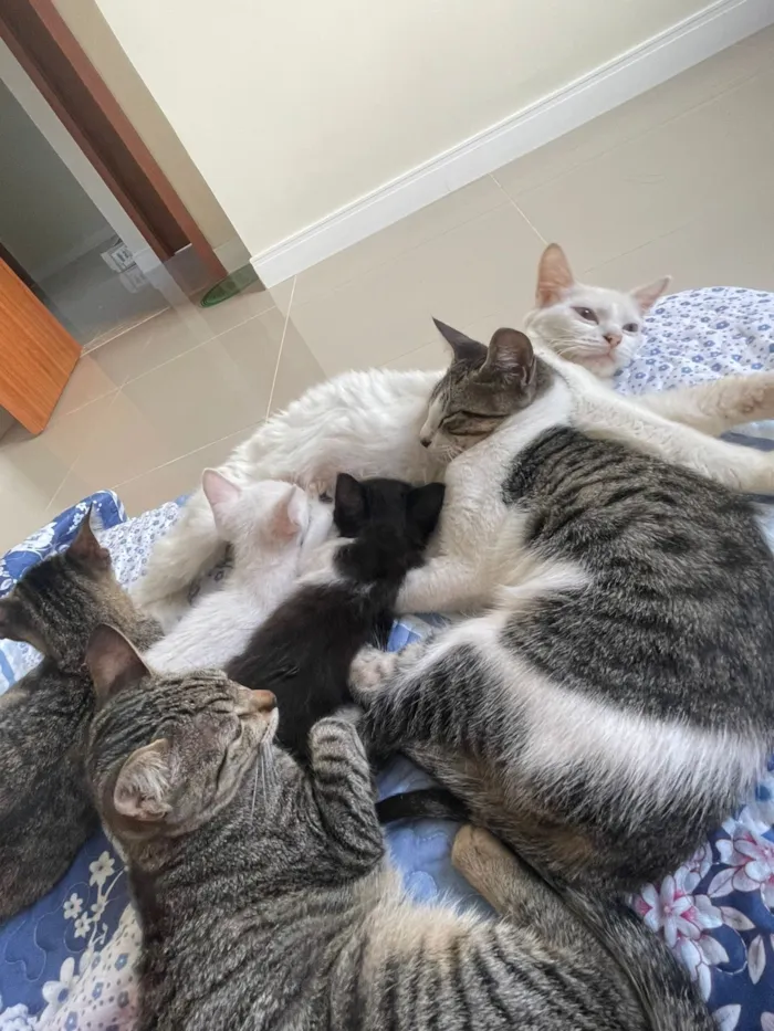 Gato raça SRD-ViraLata idade 1 ano nome Ayla 