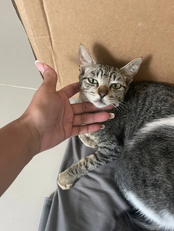 Gato raça SRD-ViraLata idade 1 ano nome Ayla 