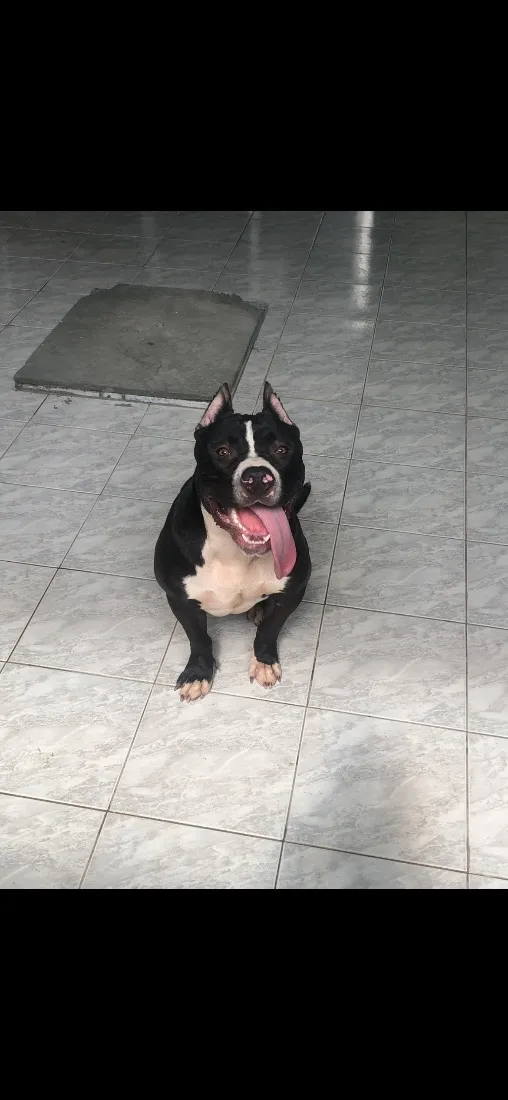 Cachorro raça Pit-Bull idade 4 anos nome Pingo