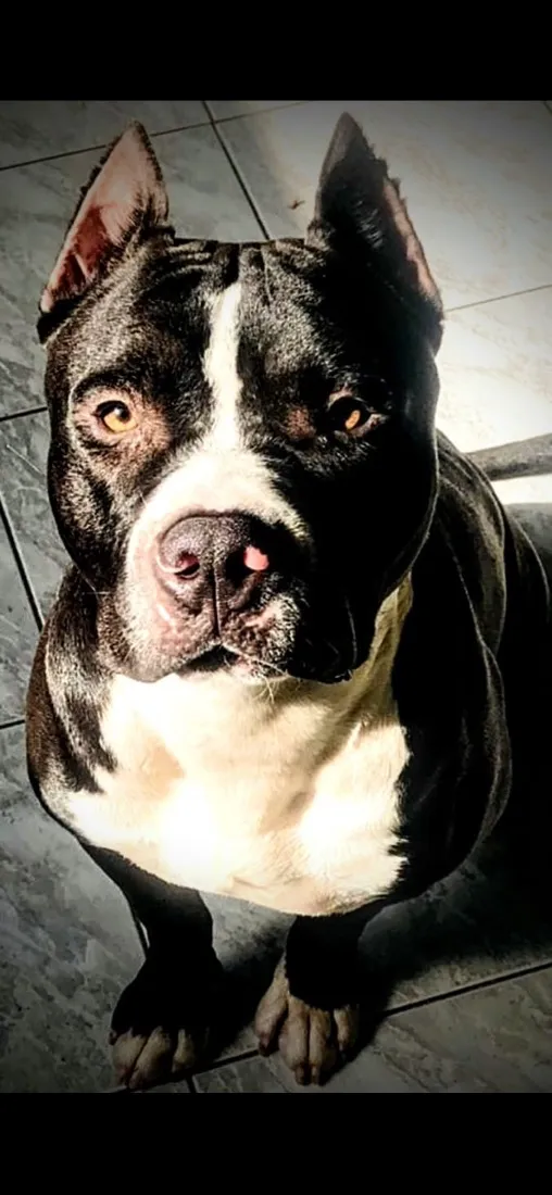 Cachorro raça Pit-Bull idade 4 anos nome Pingo