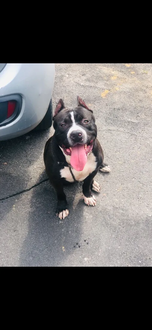 Cachorro raça Pit-Bull idade 4 anos nome Pingo