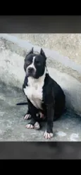 Pingo