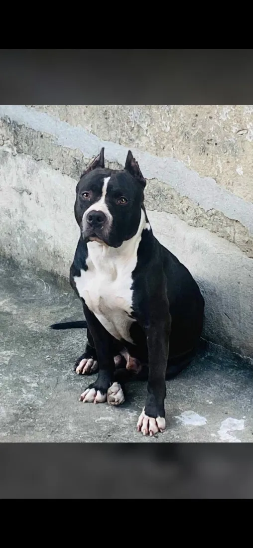 Cachorro raça Pit-Bull idade 4 anos nome Pingo