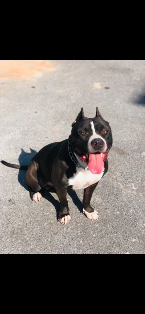 Cachorro raça Pit-Bull idade 4 anos nome Pingo