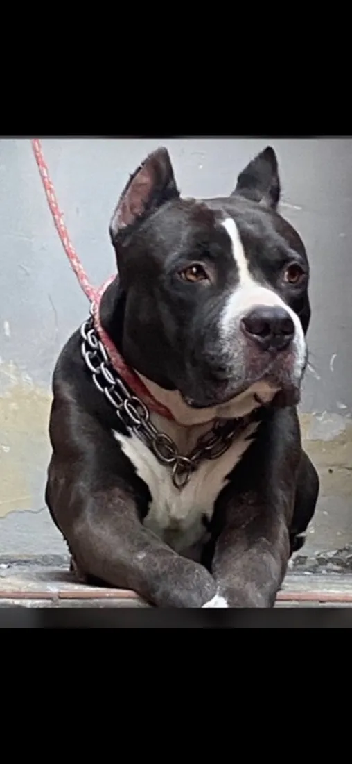 Cachorro raça Pit-Bull idade 4 anos nome Pingo