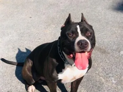 Cachorro raça Pit-Bull idade 4 anos nome Pingo