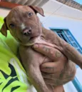 Pitbulls 