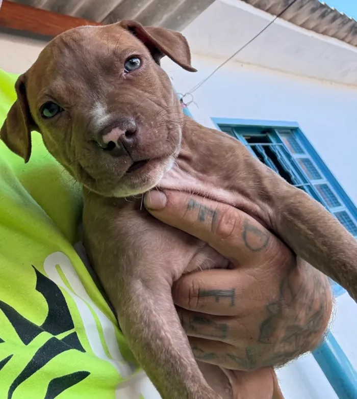 Cachorro raça Pit-Bull idade Abaixo de 2 meses nome Pitbulls 