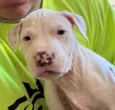 Pitbulls 