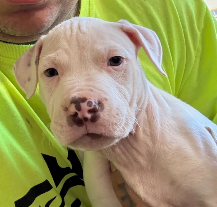 Cachorro raça Pit-Bull idade Abaixo de 2 meses nome Pitbulls 