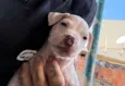 Pitbulls 