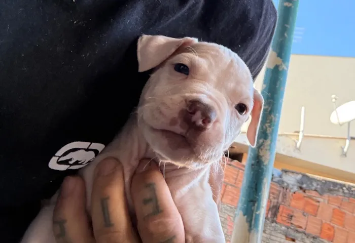Cachorro raça Pit-Bull idade Abaixo de 2 meses nome Pitbulls 