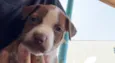 Pitbulls 