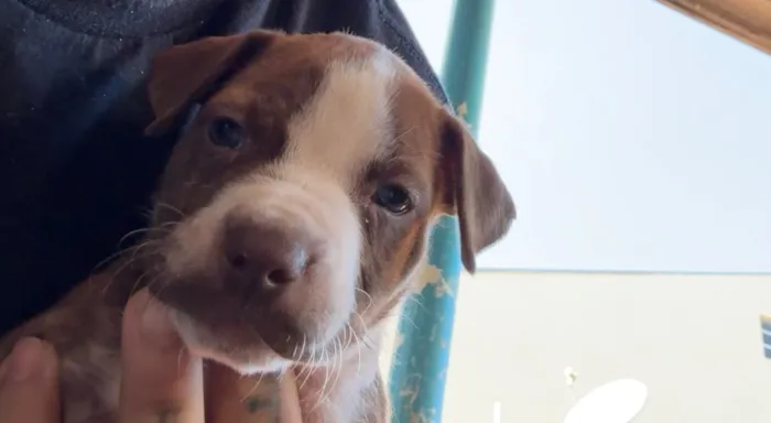 Cachorro raça Pit-Bull idade Abaixo de 2 meses nome Pitbulls 