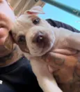 Pitbulls 
